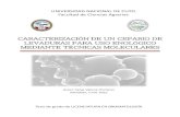 CARACTERIZACIÓN DE UN CEPARIO DE LEVADURAS PARA …Microbiológicamente implica interacciones entre levaduras, bacterias y hongos filamentosos (Aranda y col., 2005). Entre estos organismos,