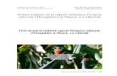 Fernández Primer registro de la especie endémica Poospiza … · 2020. 6. 27. · Fernández Primer registro de la especie endémica Poospiza rubecula (Thraupidae) en Otuzco, La