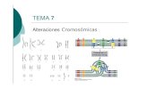 Alteraciones - UGRwpd.ugr.es/~rnavajas/wp-content/uploads/2017/03/TEMA_7...Alteraciones Morfología Cromosómica Morfología Cromosómica Morfología Cromosómica Morfología Cromosómica