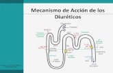 Mecanismo de Acción de los Diuréticos · 2020. 7. 14. · Farmacoterpia con diureticos tiacídicos. Jorge L. Corchado, Ph.D., MSN, RN, CNS Farmacoterpia con diureticos tiacídicos