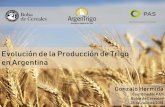 Evolución de la Producción de Trigo en Argentina...Nivel Tecnológico, Rendimientos y Calidad 2017/18 qq/Ha 24 35 45 19 26 38 37 38 46 46 38 28 17 35 28 0% 20% 40% 60% 80% 100% 10/11
