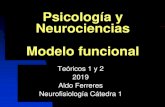 Psicología y Neurociencias Modelo funcional · 2019. 8. 20. · Memoria, atención Percepción de rostros y objetos Movimiento proposicional Emoción, afecto, ánimo Planificación,