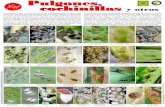 Pulgones, cochinillas y otros - Biodiversidad Virtual · 2013. 12. 10. · cochinillas Los esternorrincos son un suborden de hemípteros que incluyen a los pulgones (tres filas superiores),