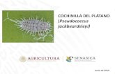 COCHINILLA DEL PLÁTANO Pseudococcus jackbeardsleyi) · 2019. 6. 28. · cochinillas y escamas que atacan al banano. Proyecto demostrativo con implementación de buenas prácticas