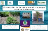 Producción de forraje y etanol con sorgo dulce en Chihuahua.. ANTONIO CHAVEZ_Sorg… · Potencial productivo del sorgo dulce en Chihuahua. Materiales evaluados: Tanol-I (T I) Tanol-II