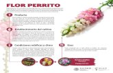 Flor perrito - Gob · 2020. 10. 23. · FLOR PERRITO Flores reunidas en racimos terminales apretados, provistas de corola amarilla, rosa, roja, violeta, etc., de extraña forma; contienen