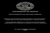 UNIVERSIDAD DE MURCIA · 2020. 2. 22. · Regulación de la lignificación ... pectina y en xiloglucano, y alto en arabinoxilano (Carpita 1996). Las paredes de tipo II también contienen