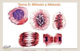 Tema 3: Mitosis y ... Objetivos tema Mitosis y meiosis Deberán quedar bien claros los siguientes puntos •Cromosomas: topografía, comparación, idiograma •Mitosis y meiosis: similitudes