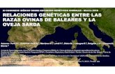 Races autòctones de Les Illes Balears - XI CONGRESO ...racesautoctonesib.com/documents/2018Relacionesgentica...RELACIONES GENÉTICAS ENTRE LAS RAZAS OVINAS DE BALEARES Y LA OVEJA