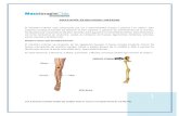 Masoterapia Chile · Web viewLos 2 huesos coxales (caderas) unidos más el sacro y el cóccix forman LA PELVIS. Sistema muscular El sistema muscular del miembro inferior se compone
