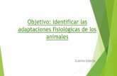 Objetivo: Identificar las adaptaciones fisiológicas de los animales · 2020. 10. 11. · Las principales adaptaciones fisiológicas de los animales son: La hibernación, la estivación,