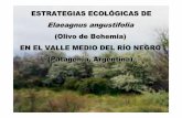 ESTRATEGIAS ECOLÓGICAS DE Elaeagnus angustifolia (Olivo de … · 2013. 5. 4. · Características ≈≈≈≈Estrategias Preferencia por las planicies del valle En los albardones