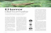 El terror del tomate - INIA · 2020. 12. 13. · 72 MAR 2017 Las larvas son de tipo eru-ciforme con tres pares de patas y cinco pares de propatas de forma cilíndrica. Cuando recién