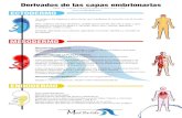 MESODERMO - Meet the Tide...Tubo gastrointestinal Membrana bucofaríngea Revestimiento epitelial del aparato respiratorio Parénquima de las glándulas tiroidea y paratiroidea, hígado