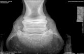 Haras d'Australgazoline d austral 28/03/2019 Clinique Vétérinaire Saint Roch Taille en ixel : 100% TARSE G (JARRET) LM (PROFIL) 100 mm 1698 3526