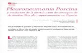 Pleuroneumonía Porcina...tro del ecosistema respiratorio del cerdo, es fundamental para lograr el control efecti vo de la infección, la reducción en los gastos ocasionados por los