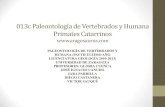 013c Paleontología de Vertebrados y Humana Primates … PAVYH... · 2012. 11. 19. · Secuencia superior Oligoceno L-41 Catopithecus Proteopithecus Quatrania ... Partes de la órbita