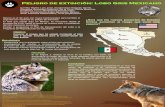 ¿Será que los nuevos proyectos de Estadosacmor.org.mx/cuamweb/reportescongreso/2017/cartel/Peligro...El lobo gris reside aquí en México, se encuentra desde el suroeste de EUA,