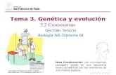 Tema 3. Genética y evolucióndpbiologia.weebly.com/uploads/2/1/5/5/21553524/gtp_t3.genética_y... · genes, de cromosomas y el tamaño del genoma en dos especies diferentes. ¿Qué