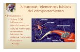 Neuronas elementos del comportamientomorengo/NeuronasElementosDel...Neuronas: elementos básicos del comportamiento • Neuronas – – Sobre 200 billones en nuestro cuerpo – células