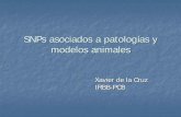 SNPs asociados a patologías y modelos animalesSNPs asociados a patologías y modelos animales Xavier de la Cruz IRBB-PCB. Single Nucleotide Polymorphisms (SNPs) Zona codificante de