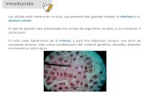 mitosis conceptos previos, tales como condensación del ...biotiempo.weebly.com/uploads/9/4/5/8/94588683/ciclo_celular_y_mit… · Cariotipo: Técnica que permite ordenar los cromosomas,