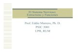 El SistemaNervioso: Estructurasy Funciones Prof. Eddie ...eddiem/psic3001/HTMLobj-338/Sist._Nerv.-07.pdfParasimpático mantiene el funcionamiento normal del organismo (ej pulso normal,