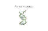 Ácidos Nucleicos · 2018. 9. 4. · Ácidos Nucleicos • Transmiten información hereditaria y determinan qué proteínas producirá la célula . Existen dos tipos pincipales de