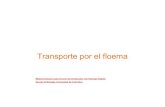 Transporte por el floema - Universidad de Costa Ricabiologia.ucr.ac.cr/profesores/Garcia Elmer/Transporte en floema, 2019.pdfPoros de placas son canales abiertos Poros están bloqueados