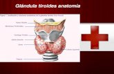 Glándula tiroides anatomía · 2016. 6. 6. · glándula tiroides y dos inferiores ubicadas en parte posteroinferior de la glándula tiroides. ... Generalidades . Es la región más