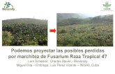 Podemos proyectar las posibles perdidas por marchitez de Fusarium …banana-networks.org/musalac/files/2017/06/08.Foc... · 2018. 1. 19. · por marchitez de Fusarium Raza Tropical
