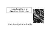 Introducción a la Genética Molecular · 2011. 6. 21. · normal: n: 11 a 26 , mutado: n > 39. Enfermedad de Huntington-Dr. George Huntington en Long Island (1.872)-origen en Nueva