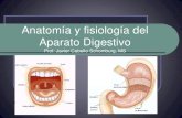 Tema 3: Anatomía y fisiología del Aparato Digestivo · 2018. 9. 28. · Etapas del proceso digestivo Ingestión: Los alimentos son triturados por los dientes y mezclados con la