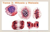 Tema 3: Mitosis y m · PDF file 2013. 3. 4. · Objetivos tema Mitosis y meiosis Deberán quedar bien claros los siguientes puntos •Cromosomas: topografía, comparación, idiograma