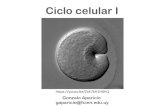 Ciclo celular I · 2021. 5. 11. · Ciclo celular Interfase: G1 y G2: ⚫ Crecimiento celular ⚫ Duplicación de organelos. ⚫ Duplicación del centrosoma ⚫ Chequeo de condiciones