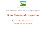 Ciclos Biológicos de las plantas...formación de órganos (Cultivo in vitro) Cinetina Bencilaminopurina (BAP) Etileno - Respuestas a diversos tipos de estrés (sequía, inundación,