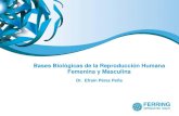Bases Biológicas de la Reproducción Humana Femenina y ...profmx.ferring.com.mx/wp-content/uploads/2018/05/1...2018/05/01  · Femenino Forma Clítoris. Labios Mayores. Labios Menores.