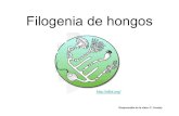 clase filogenia de hongos - uncor.edu · interpretar la filogenia de los hongos sin la necesidad de recurrir a los caracteres fenotípicos. Burns 2006 after James et al 2006. McLaughlin