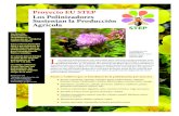 Proyecto EU STEP Los Polinizadores Sustentan la ...step-project.net/img/uplf/STEP_factsheet_ESP.pdfProyecto EU STEP Los Polinizadores Sustentan la Producción Agrícola Los abejorros