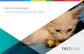 Diplomado Hematología del Paciente Felino...1.7. Tratamiento de la anemia de enfermedad renal crónica en el gato 1.7.1. Causas potenciales de anemia en el gato con ERC 1.7.2. Tratamiento
