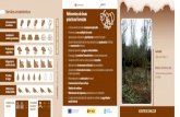 Servizos ecosistémicos Referentes de boas prácticas ... · Fontefiz, s/n 32152 Coles (Ourense) Servizos ecosistémicos Carballo Quercus robur L. Almacenamento Modelo silvícola