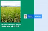 DIRECCION DE CADENAS AGRICOLAS Y FORESTALES Sector … · 2019. 5. 21. · seguridad alimentaria. ... Alta expectativa por el Programa de Ordenamiento de la Producción y los incentivos
