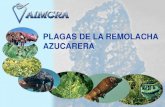 PLAGAS DE LA REMOLACHA AZUCARERA · 2012. 8. 8. · se alimenta de las pequeñas plántulas de remolacha Invasiones tardías: la larva come de la raíz, en su descenso ocasiona profundos