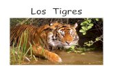 Los Tigres - Mustard Seed Books · Los tigres tienen dientes grandes y afilados que les ayudan a cazar y a comer. Cazan de noche cuando es más fácil para acercarse sigilosamente