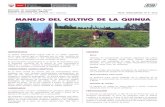 MANEJO DEL CULTIVAR DE QUINUArepositorio.inia.gob.pe/.../190/1/HD-5-2012-Quinua.pdf · 2021. 6. 3. · La quinua (Chenopodium quinoa will) es un cultivo originario de la zona andina