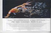 Los crustáceos caprélidos de las costas ibéricaspersonal.us.es/jmguerra/quercu.pdfdio de estos curiosos invertebrados en nuestras costas. De las más de 400 especies de caprélidos