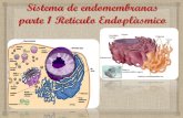 El Sistema Endomembranas · 2020. 5. 28. · Organelos membranosos involucrados El tráfico vesicular, vía exocítica (secretora) y endocítica. Caracterización de vesículas de