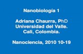 Nanobiología 1 Adriana Chaurra, PhD · Cali, Colombia. Nanociencia, 2010 10-19 ... consultado el 10 de Octubre de 2010 ... “Nanoindustrias” celulares: Replicación de ADN. REPLICACION