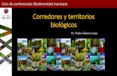 Corredores y territorios biológicos - Biodiversidad Mexicana · 2019. 10. 25. · 15 años del Corredor Biológico Mesoamericano-México Cubierta arbórea 2008-2010 Municipio Marqués