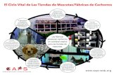 El Ciclo Vital de Las Tiendas de Mascotas/Fábricas de Cachorros · 2020. 2. 22. · cuidado veterinario adecuado. Tiendas de mascotas y corredores compran cachorros de las fábricas.